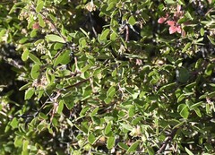 Arctostaphylos hookeri hookeri