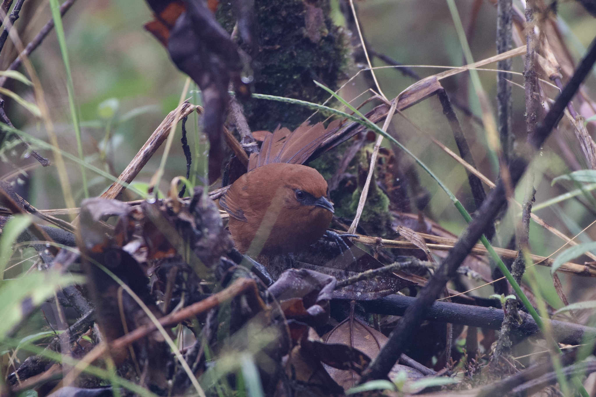 Rufous Spinetail (Synallaxis unirufa), photo 8