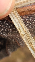 Antistrophus