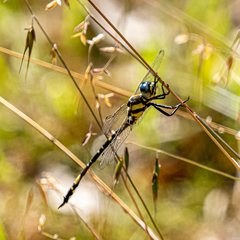 Parasynthemis regina