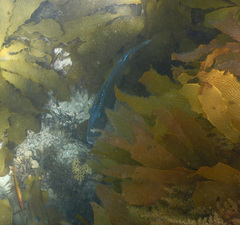 Meuschenia freycineti