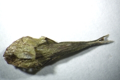 Carex louisianica