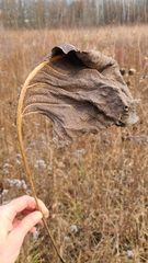 Antistrophus