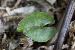 Corybas acuminatus