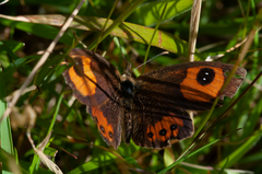 Argyrophenga antipodum