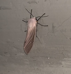 Creatonotos transiens