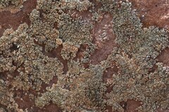 Rhizoplaca subdiscrepans