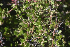 Arctostaphylos hookeri hookeri