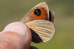 Argyrophenga antipodum