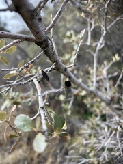 Quercus cornelius-mulleri