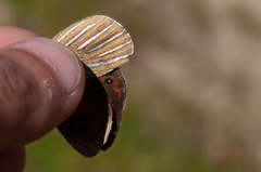 Argyrophenga antipodum