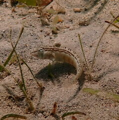 Parapercis australis