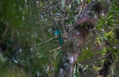 Pharomachrus mocinno