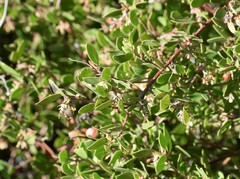 Arctostaphylos hookeri hookeri