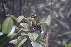Bangsia aureocincta