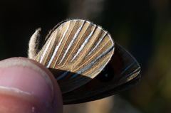 Argyrophenga antipodum