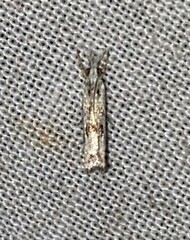 Microcrambus kimballi