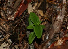 Pseuderanthemum variabile