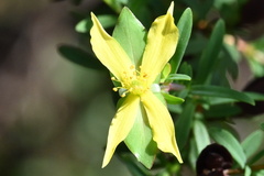 Hypericum hypericoides