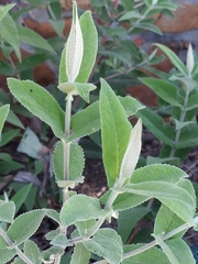 Buddleja salviifolia