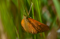 Mnesictena flavidalis
