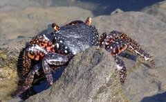 Goniopsis pulchra