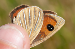 Argyrophenga antipodum