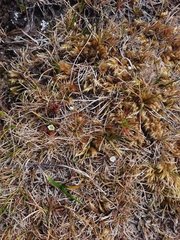 Drosera stenopetala