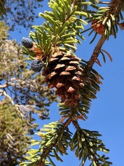 Pinus balfouriana
