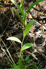 Maianthemum trifolium