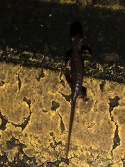 Salamandridae