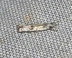 Microcrambus kimballi