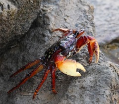 Goniopsis pulchra