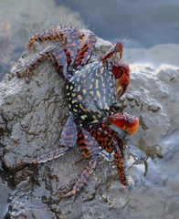 Goniopsis pulchra