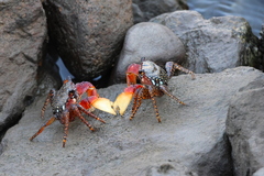Goniopsis pulchra
