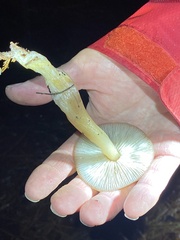 Pluteus romellii