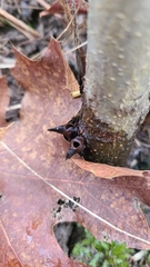 Biorhiza caepuliforme