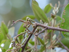 Scurrula parasitica