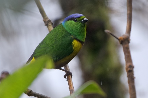 Chestnut-breasted Chlorophonia (Chlorophonia pyrrhophrys), photo 10