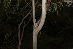Eucalyptus kabiana