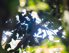 Pharomachrus mocinno