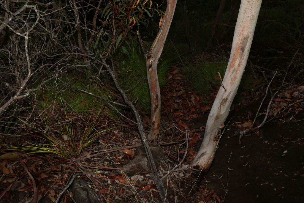 Eucalyptus kabiana 4