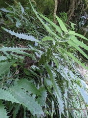 Urtica ferox