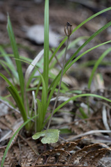 Corybas acuminatus