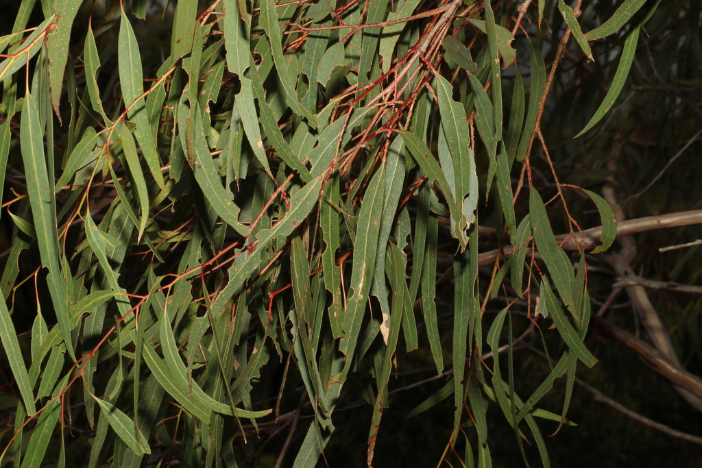 Eucalyptus kabiana 3