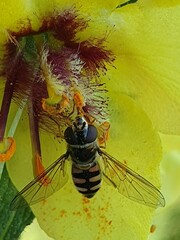 Melangyna viridiceps