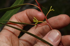 Eucalyptus kabiana