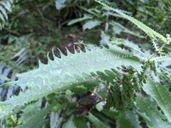 Urtica ferox