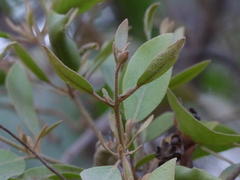 Scurrula parasitica