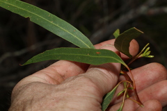 Eucalyptus kabiana